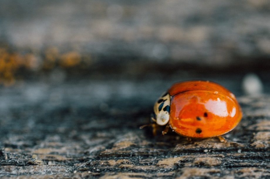 L’ANBDD lance 2 marchés liés à la connaissance sur la biodiversité régionale