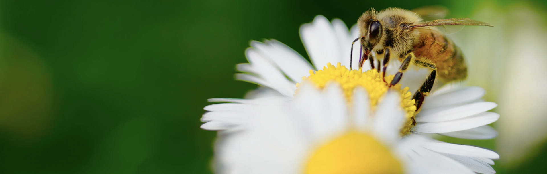 Public consultation on the draft EFSA Scientific Committee Opinion on a systems-based approach to the environmental risk assessment of multiple stressors in honey bees