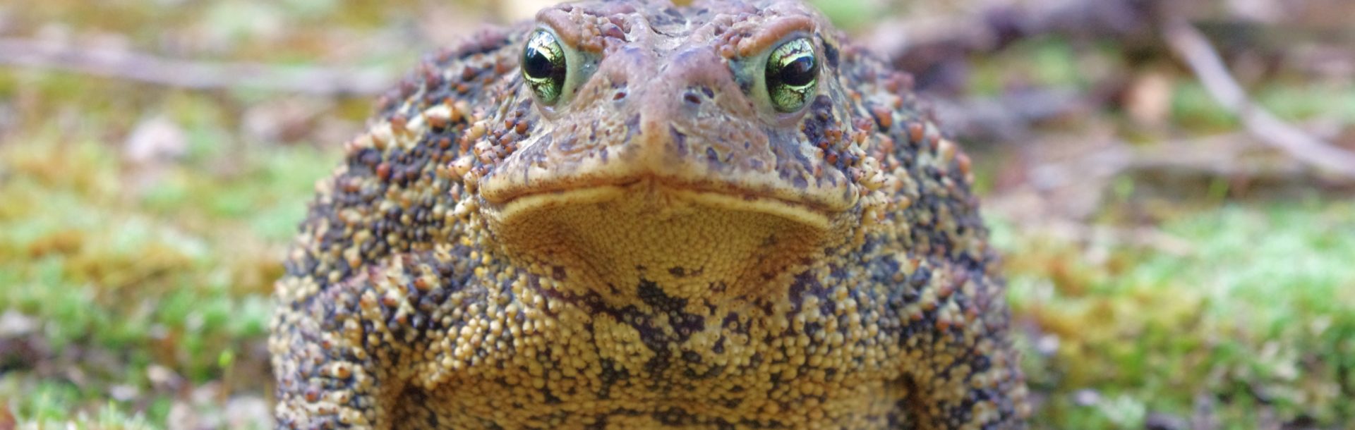 Les Amphibiens de Normandie