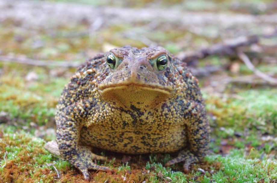 Les Amphibiens de Normandie