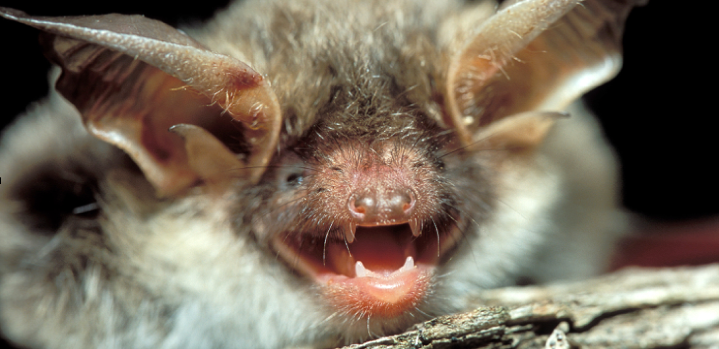 Aider Les Chauves Souris A Passer L Hiver Au Calme L Agence Normande De La Biodiversite Et Du Developpement Durable