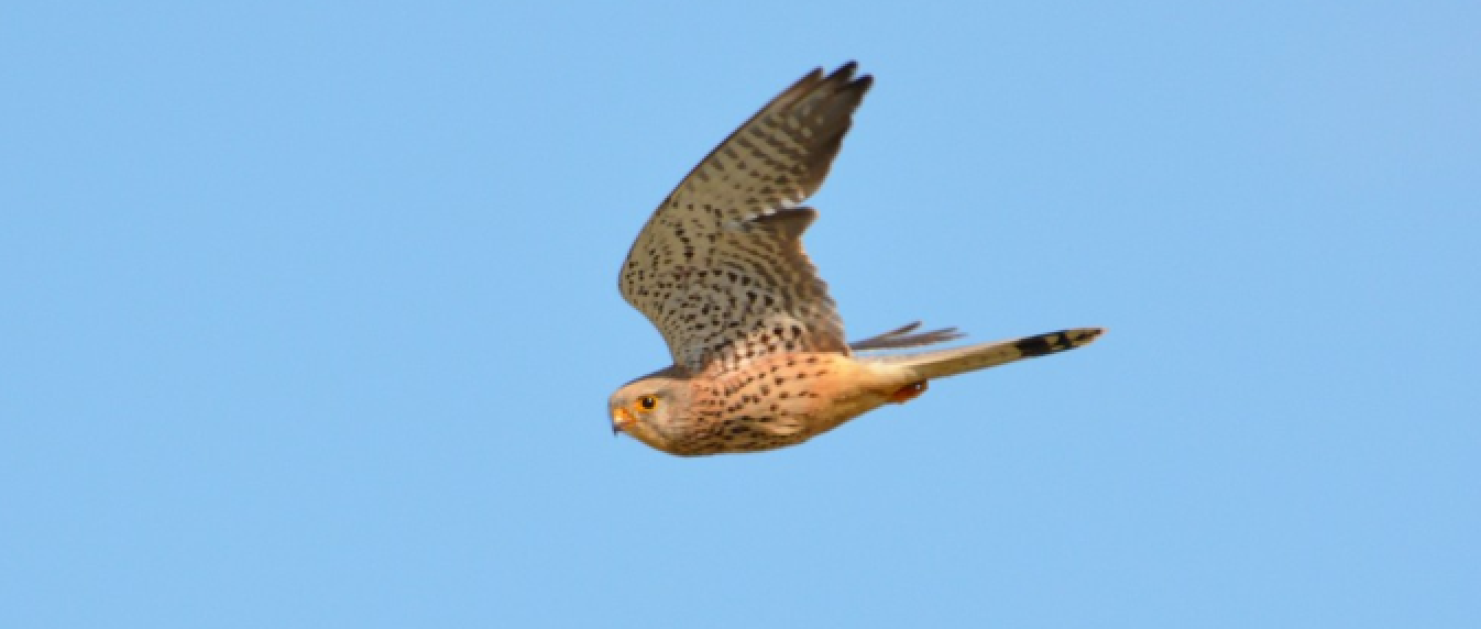 Atlas des oiseaux de Normandie