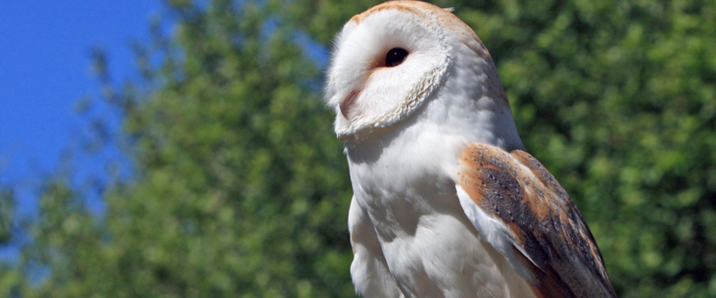 J’aide les chouettes