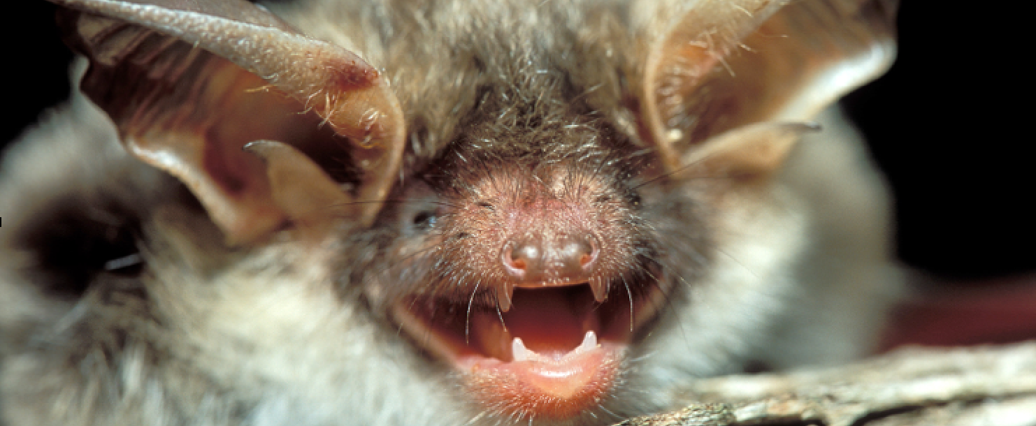 Aider les chauves-souris à passer l’hiver au calme