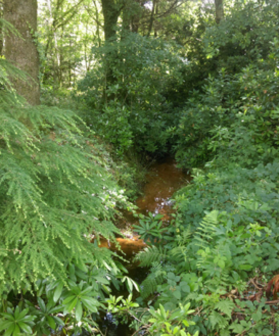 Le ruisseau des Essarts