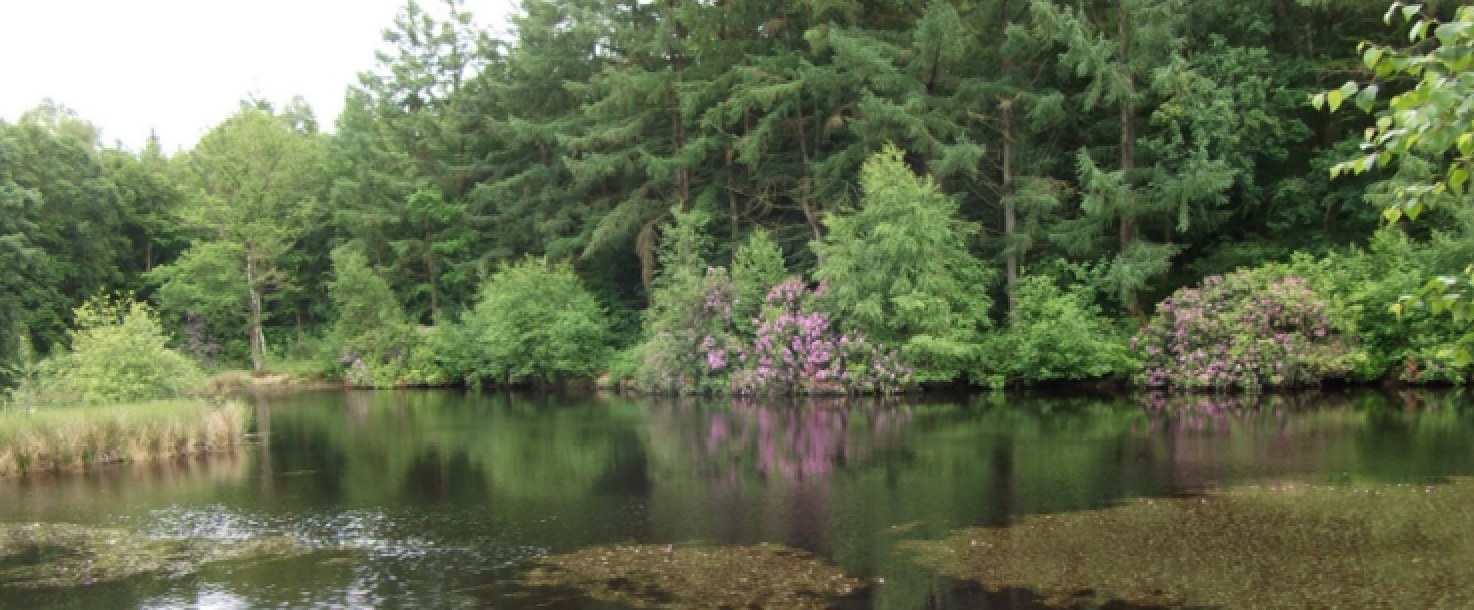 Réhabilitation du ruisseau des Essarts dans la forêt domaniale de Saint-Evroult (61)