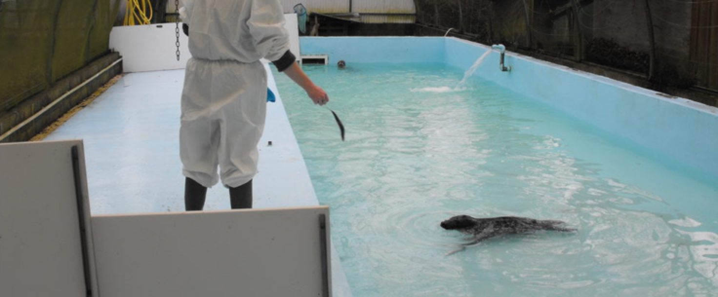 Réfection de la piscine carré du centre de sauvegarde des animaux sauvages (76)