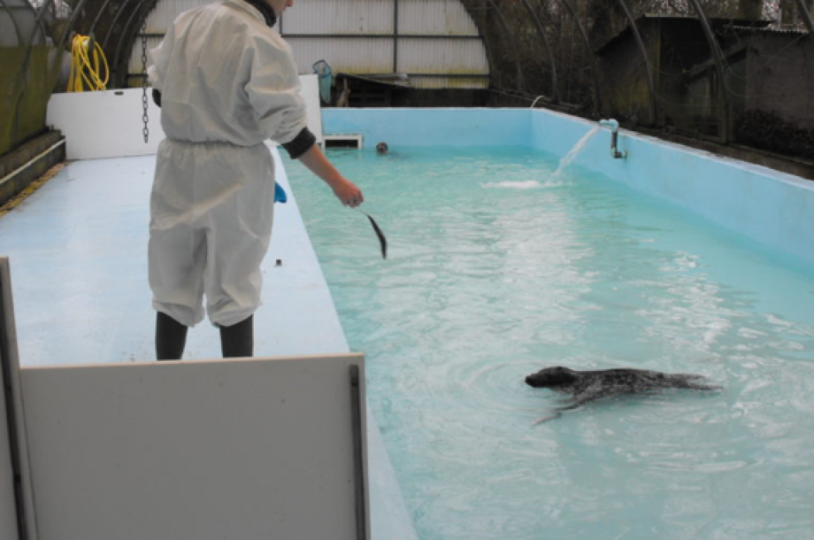 Réfection de la piscine carré du centre de sauvegarde des animaux sauvages (76)