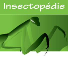 Insectopédie