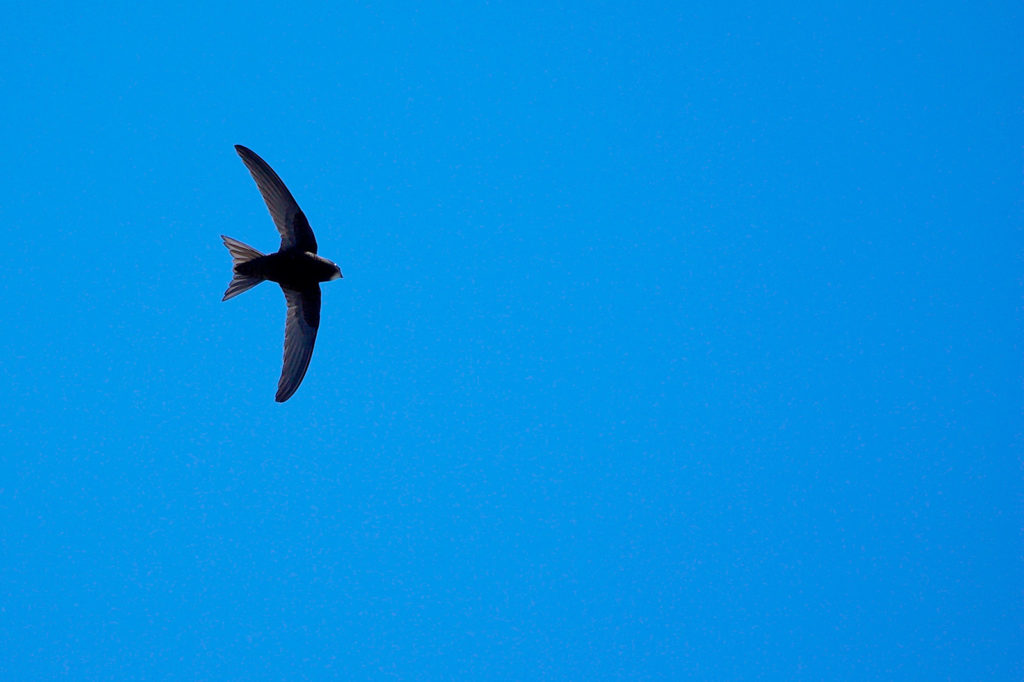 Un martinet noir sur ciel bleu