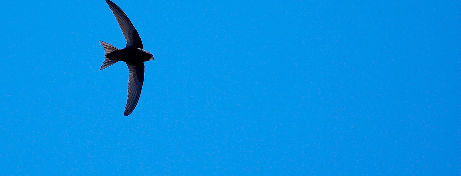 Un martinet noir sur ciel bleu