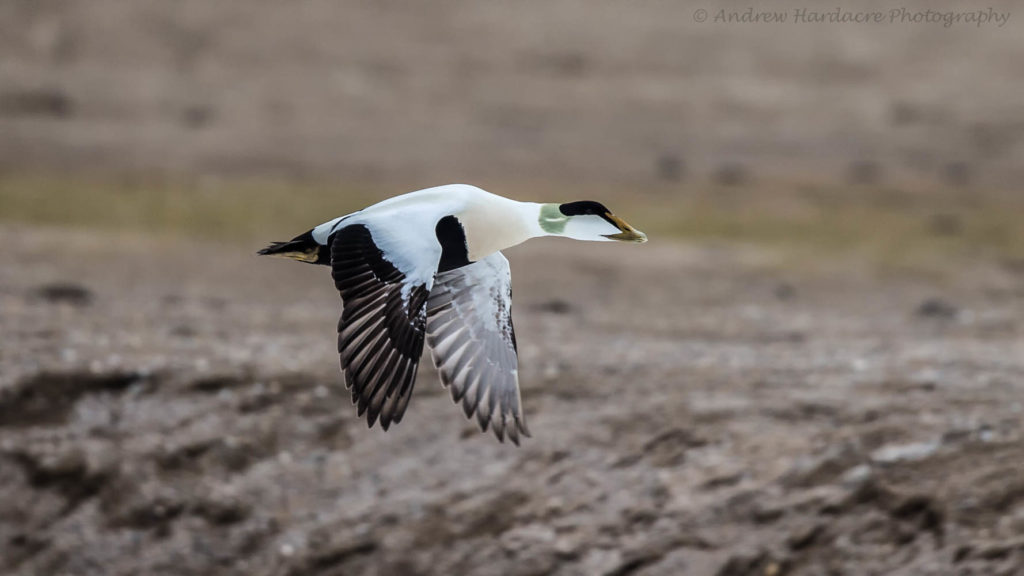 Vol d'eider à duvet