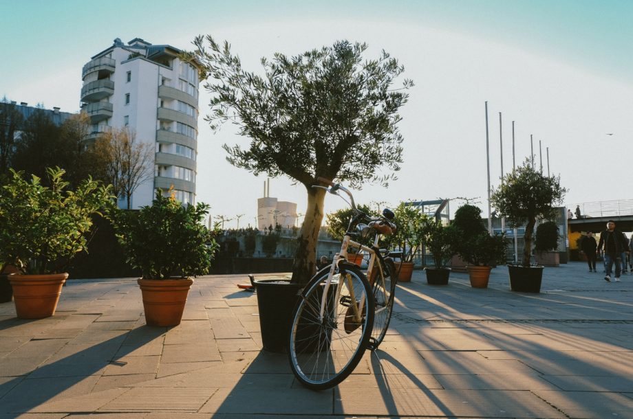 [Atelier technique] L’arbre en ville : quelle gestion ? Quels services rendus ?