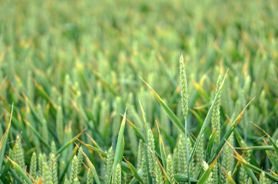 Biodiversité