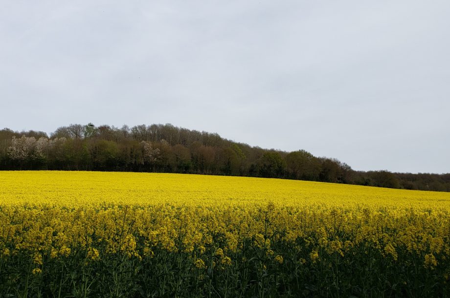[Webinaire] Aménagements et environnement physique – Webinaire#2 changement climatique et adaptation, bioclimatisme, solutions basées sur la nature