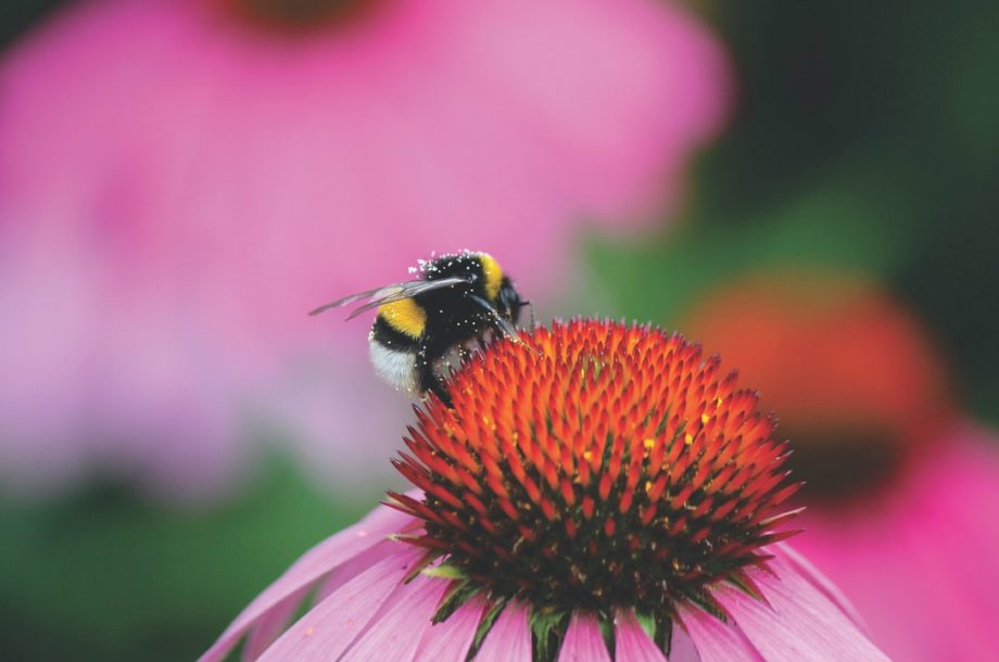 [Séminaire technique en ligne] Les pollinisateurs, de la connaissance à la gestion