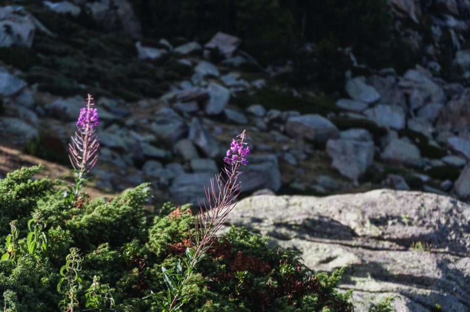 [Webinaire] Lancement de l’ouvrage sur les plantes exotiques envahissantes des Hauts-de-France