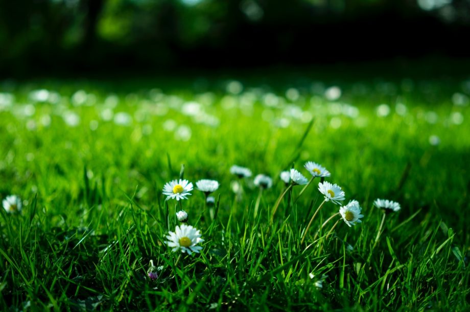 [Webinaire CNFPT] Connaissance et recours aux plantes médicinales en collectivité #Les Flash infos de la biodiversité