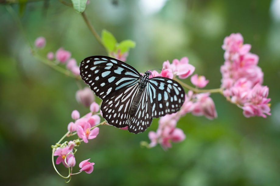 [Appel à projets] « Atlas de la biodiversité communale » et « Restauration », deux appels à projets en faveur de la biodiversité