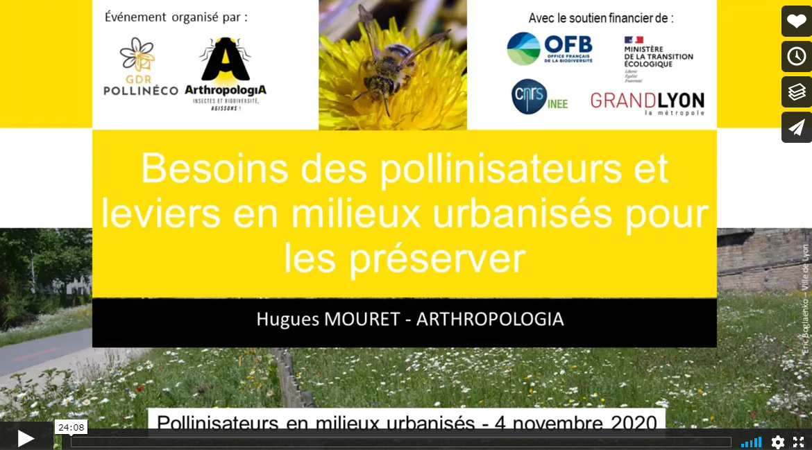 [Replay] Pollinisateurs en milieux urbanisés, 4 novembre 2021