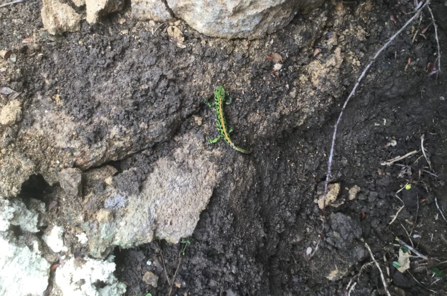 Lancement de la campagne citoyenne « Un Dragon ! Dans mon jardin ? » saison 2021