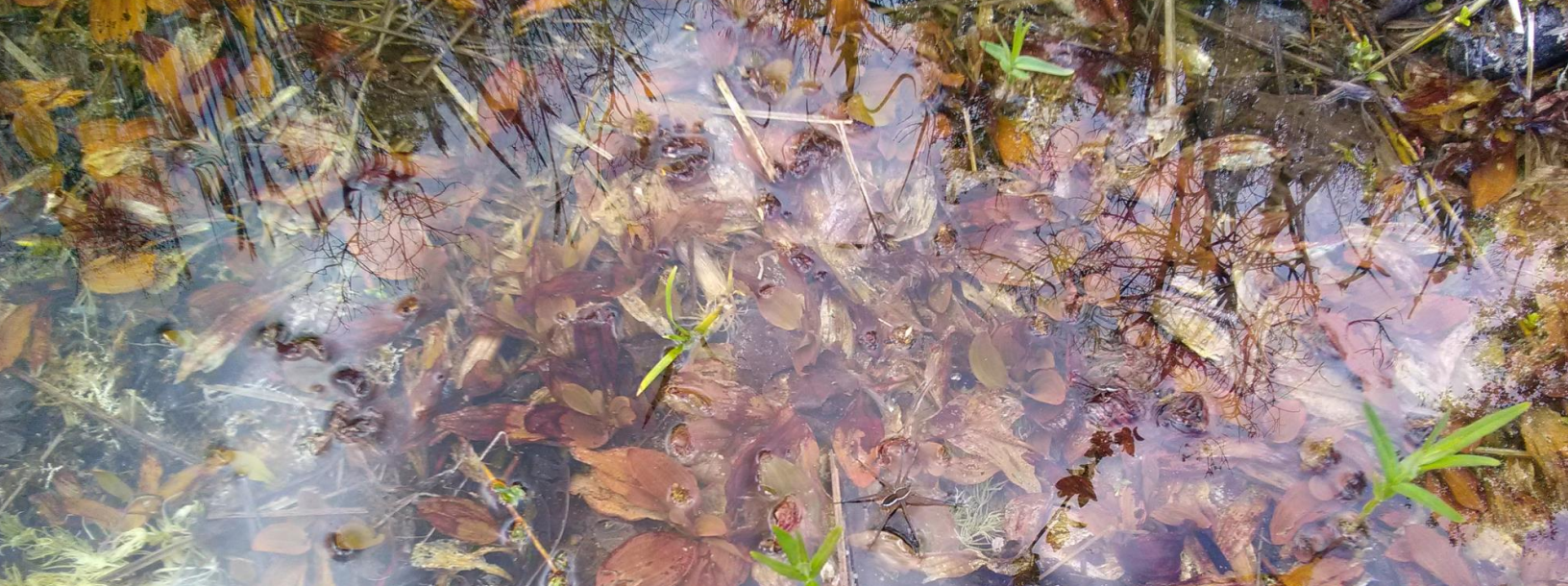 Huit pattes dans les marais