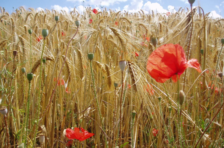 L’ANBDD lance un marché lié à la connaissance sur la Biodiversité régionale