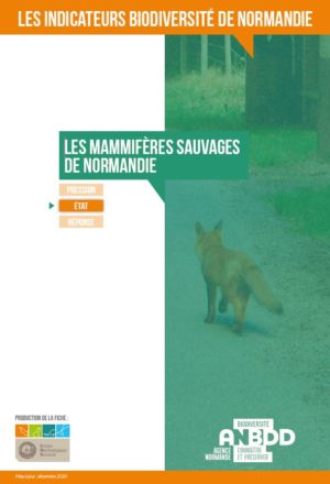 Les mammifères sauvages de Normandie