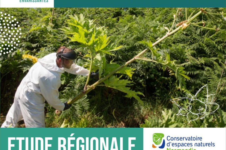 Le CEN Normandie lance une étude régionale sur les gisements de déchets des plantes exotiques envahissantes en Normandie