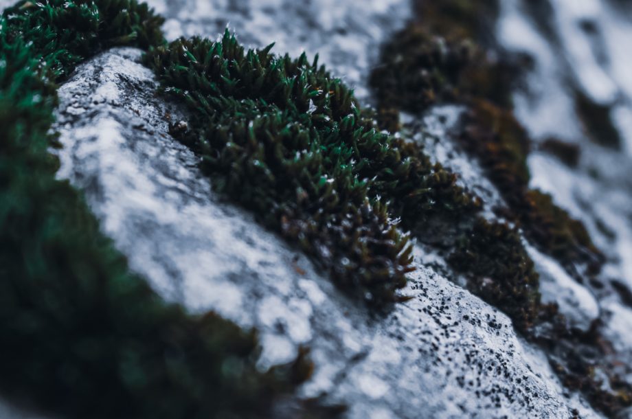 [Visio-conférence] Impacts du changement climatique sur la biosphère