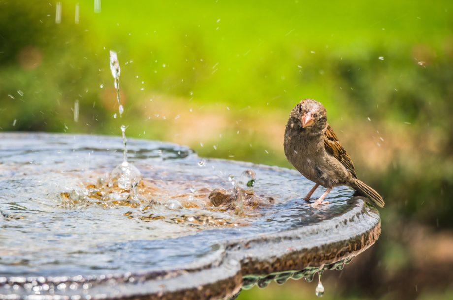 [Webinaire] Eau & changements climatiques – Cycle « Solutions fondées sur la Nature : comment adapter mon territoire aux changements climatiques ? »