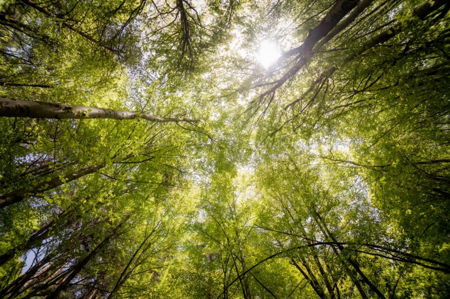 Participez ! Les parties prenantes invitées à contribuer à la future Stratégie nationale de la biodiversité 2021-2030