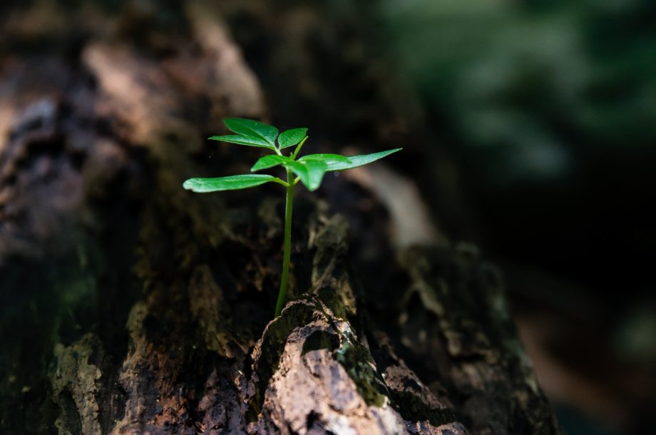 Un MOOC Entreprises et Biodiversité en préparation