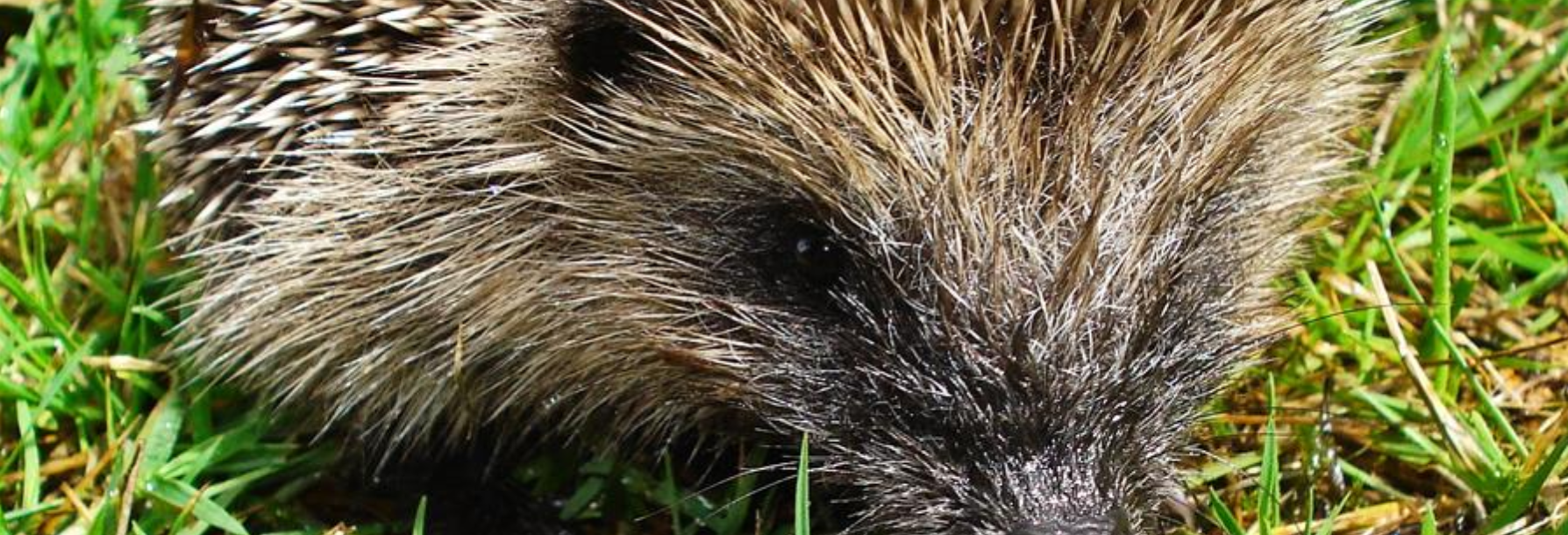 Piqu’Caen : un hérisson dans mon jardin