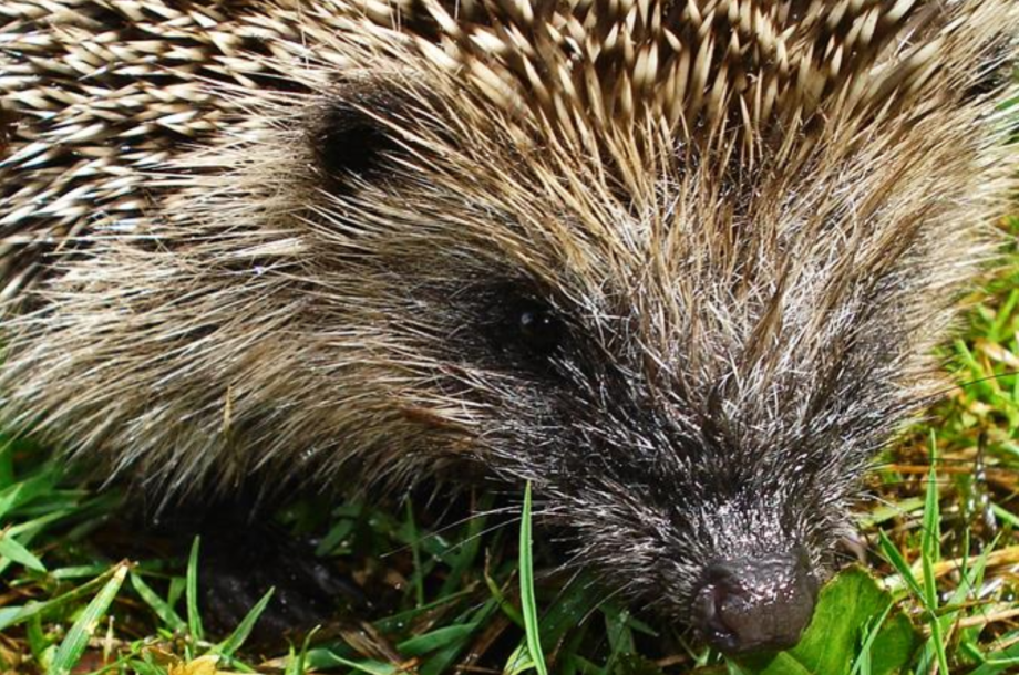 Piqu’Caen : un hérisson dans mon jardin