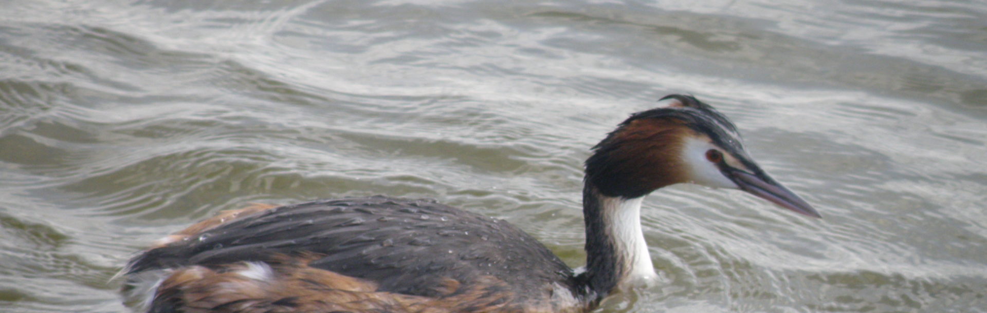 les oiseaux d’eau hivernants