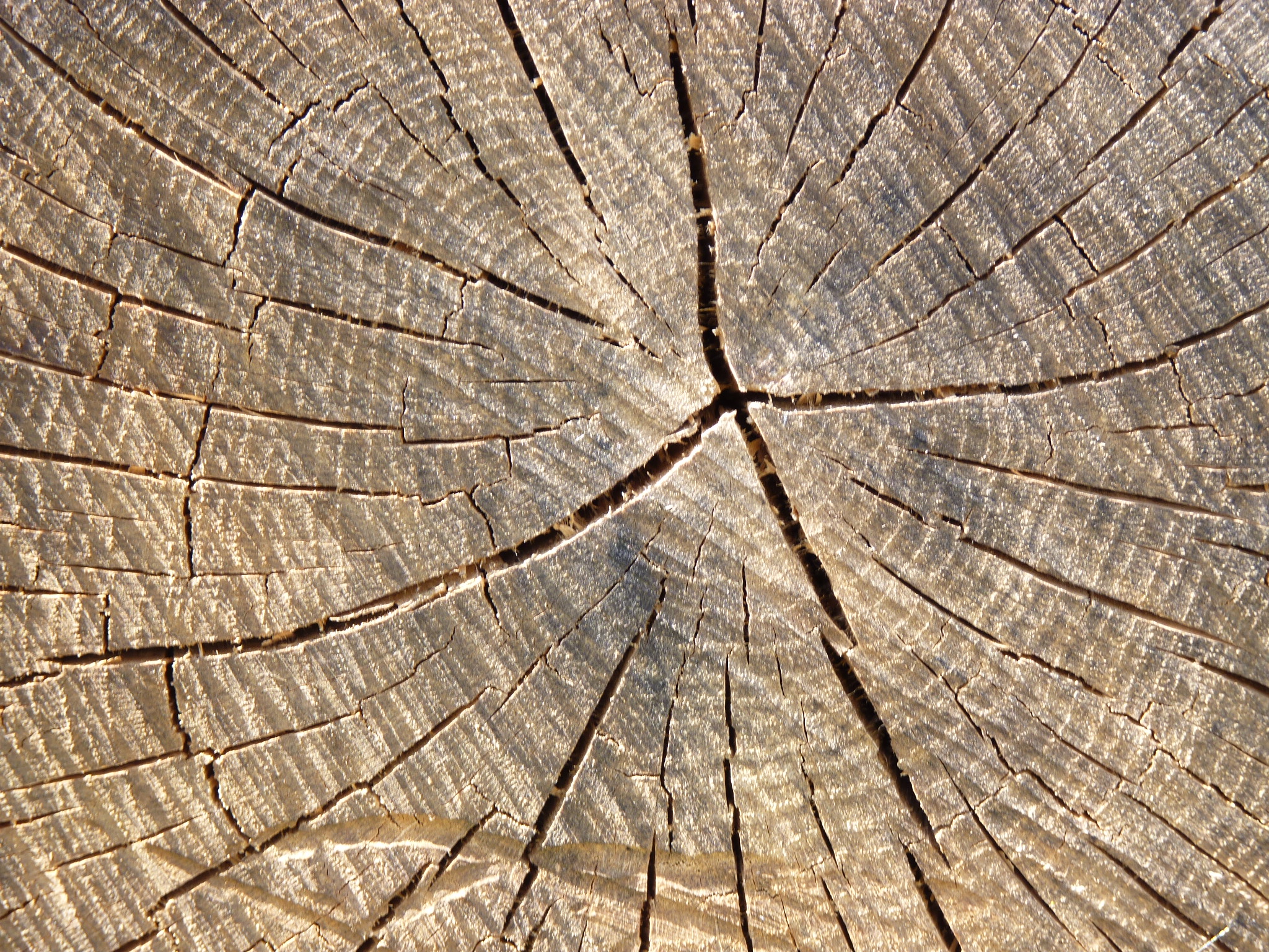 Forêts et filières bois : un équilibre à trouver