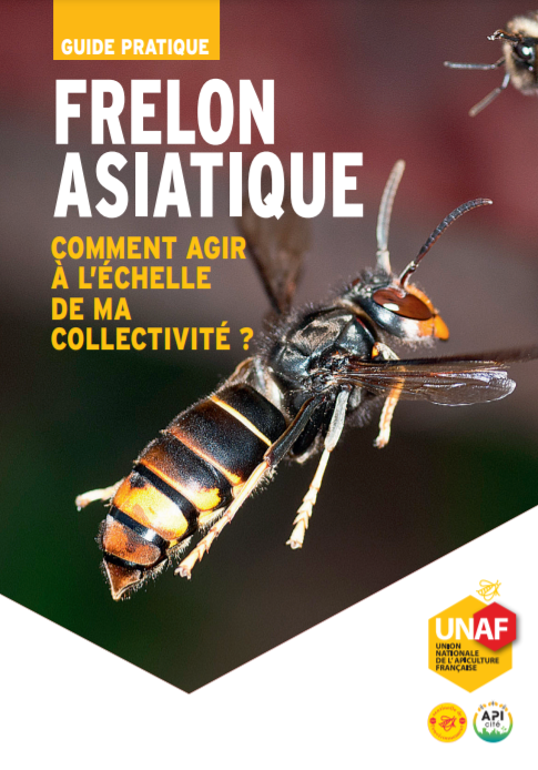 Frelon asiatique : comment agir à l’échelle de ma collectivité ? Guide pratique