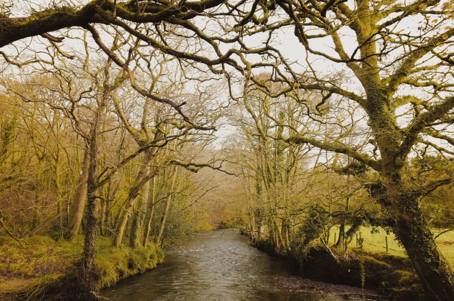 Le CESER Normandie publie une contribution à la Stratégie nationale pour la biodiversité