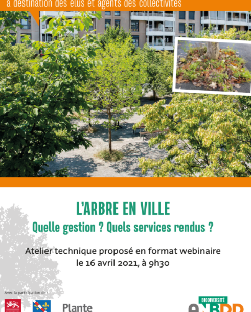 [Retour sur l’atelier technique] L’arbre en ville