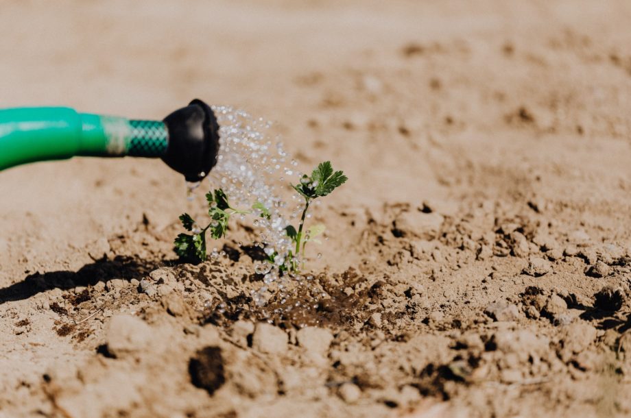 [Webinaire] Le dérèglement climatique : un défi pour les plantes #4/5 Que nous dit la nature ? (2)