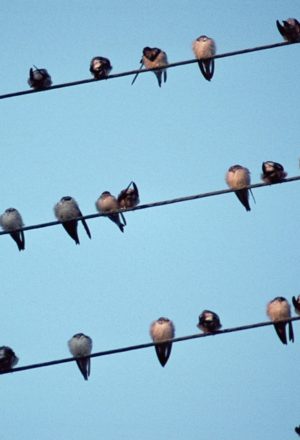 [Fiche-ressources] Bâtiment et Biodiversité, concilier faune et habitat