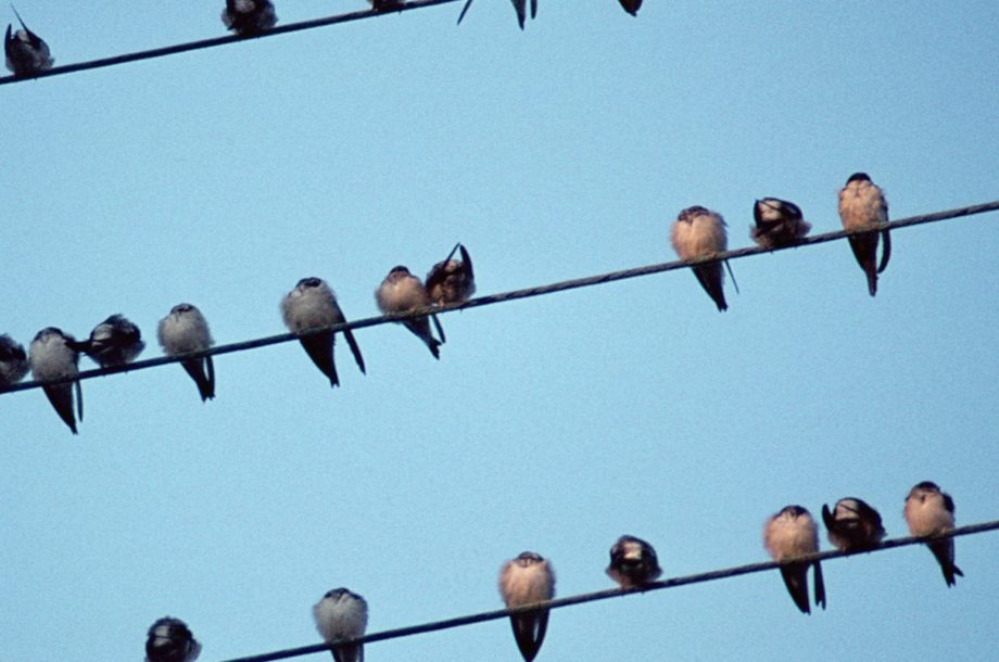 [Retour sur l’atelier technique] Faire revenir les oiseaux dans les villes et villages
