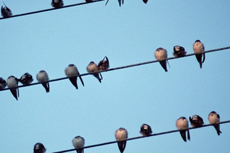 [Retour sur l’atelier technique] Biodiversité et bâti : Comment favoriser l’accueil de la faune dans nos constructions ?