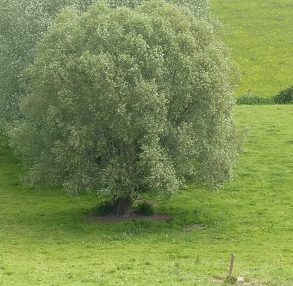 L’Obligation Réelle Environnementale