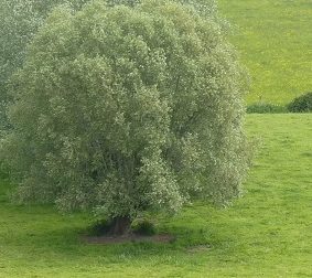 Expérimentation des paiements pour services environnementaux