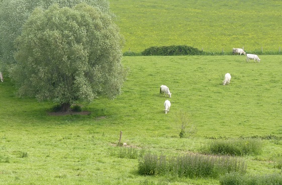 Les prairies, hauts lieux de la biodiversité