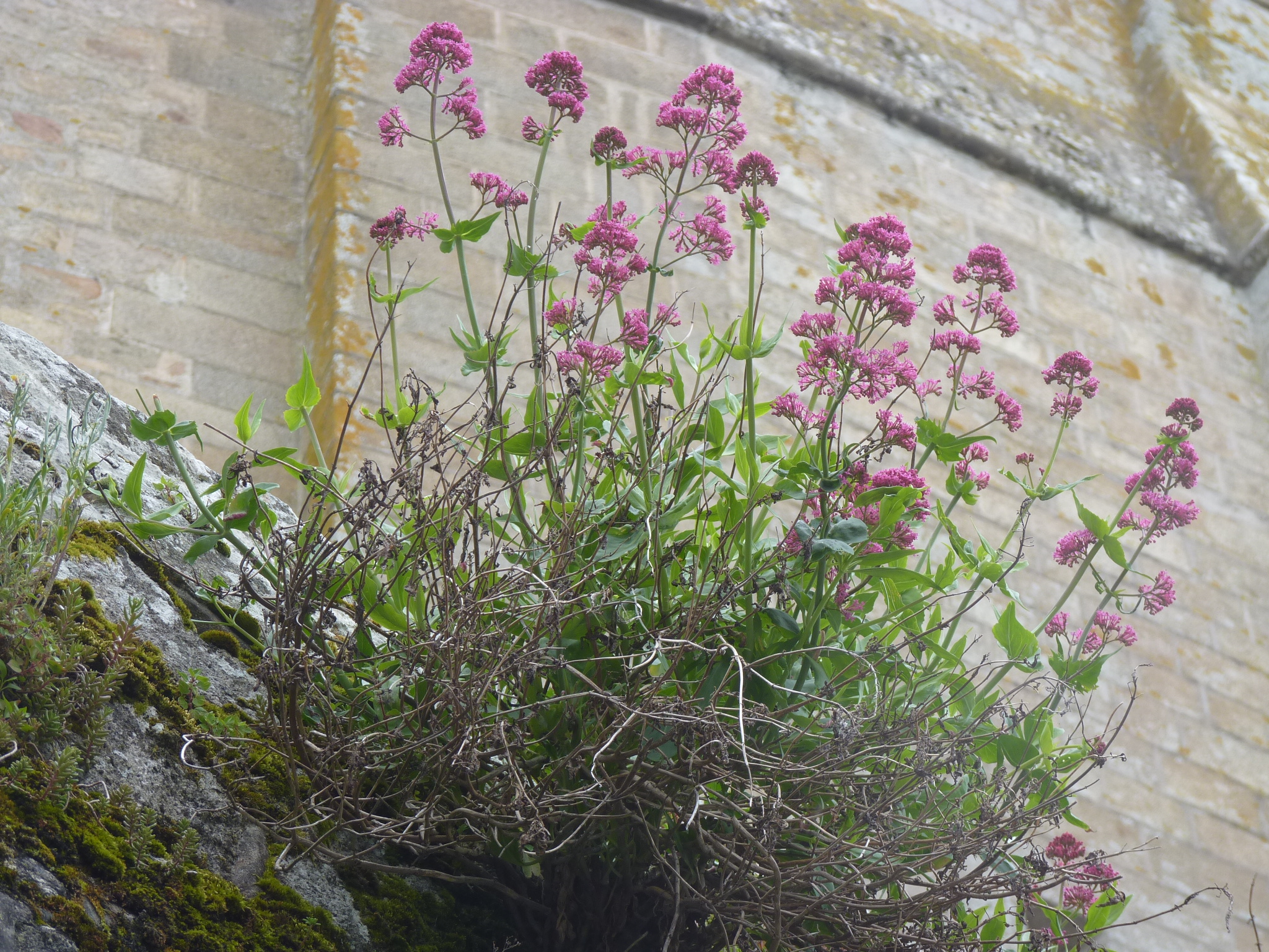 Nature en Ville : développer la biodiversité dans le milieu urbain