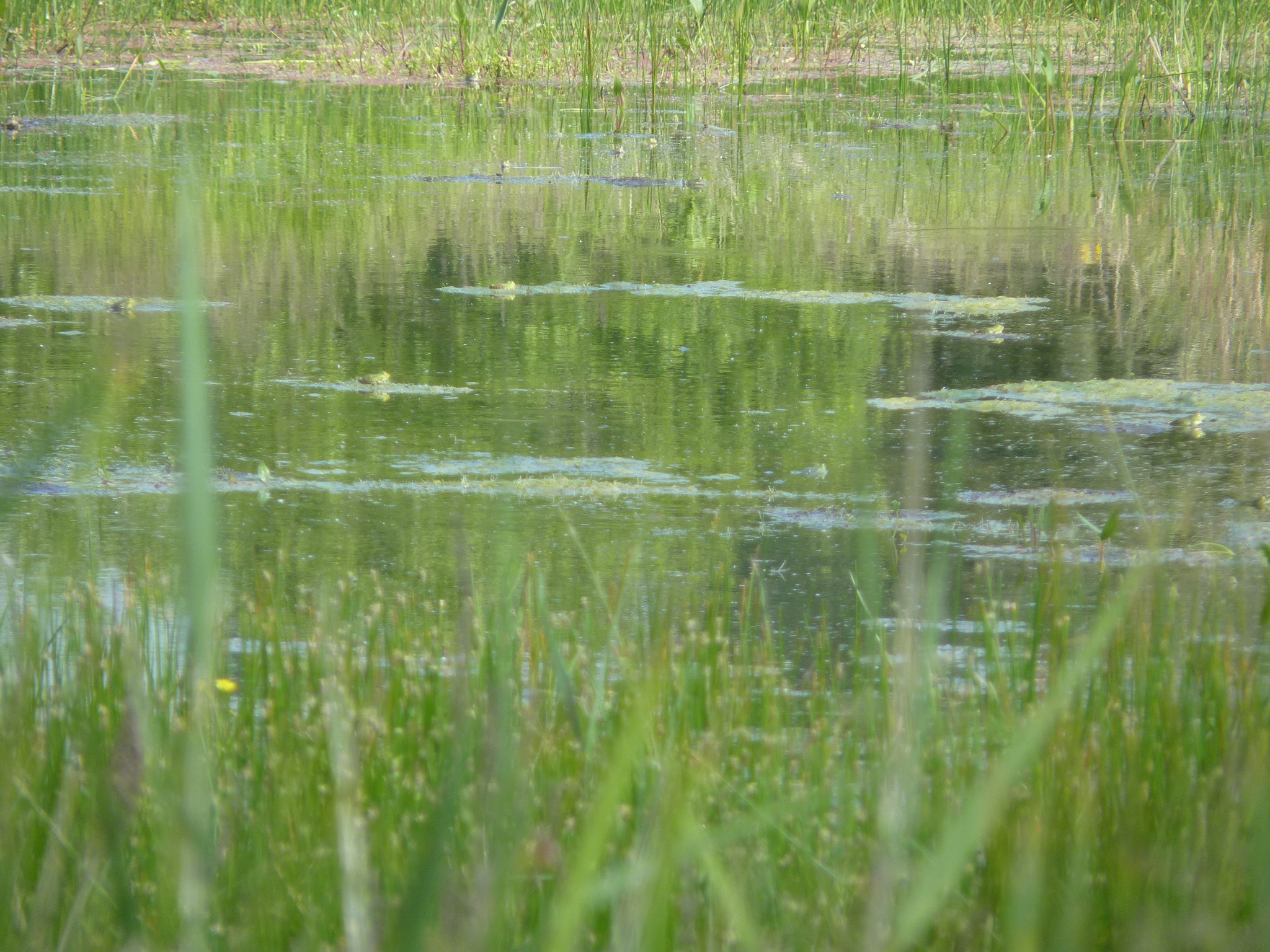 Les zones humides, atout pour la biodiversité, l’eau et les territoires