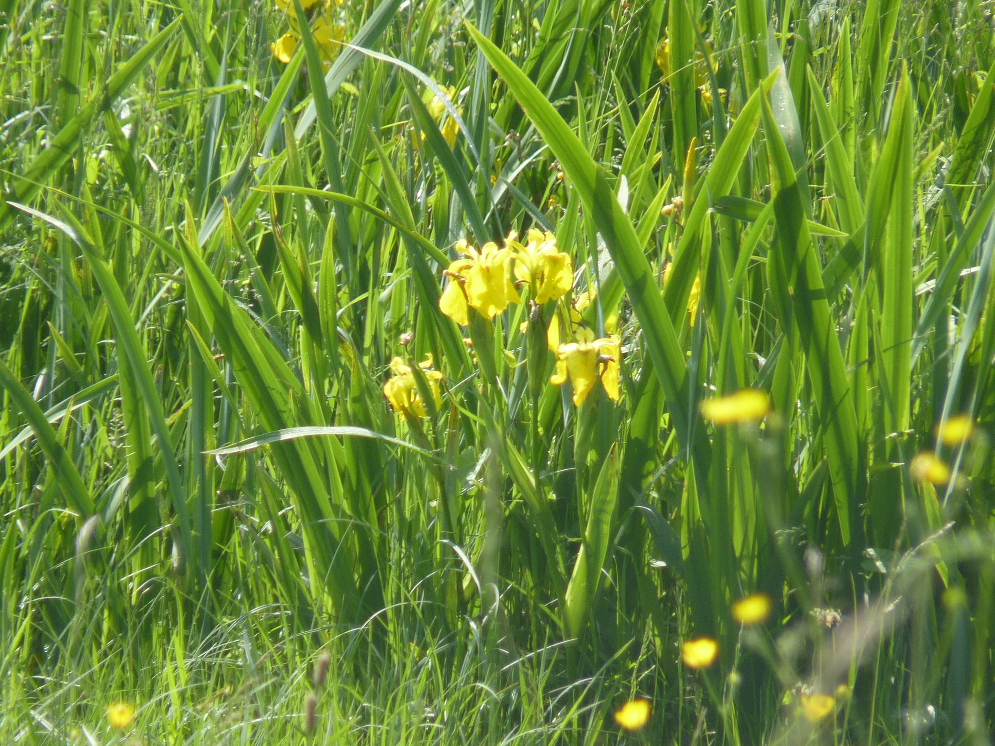 Natura 2000 en Normandie : découvrez la rétrospective 2020